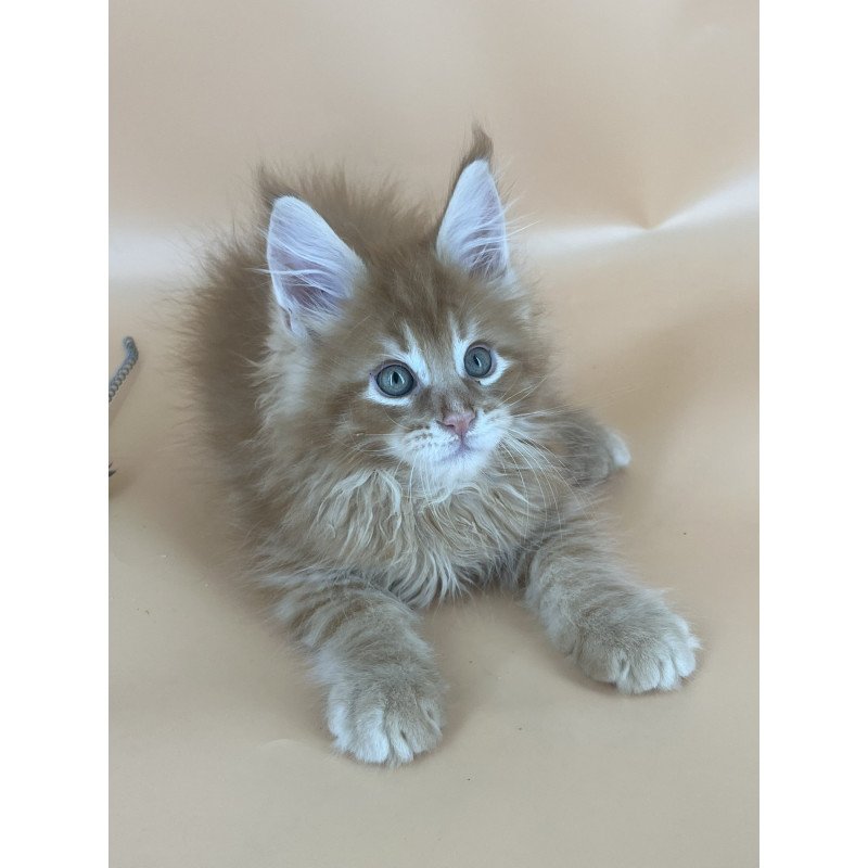 Maine Coon NOV Brian