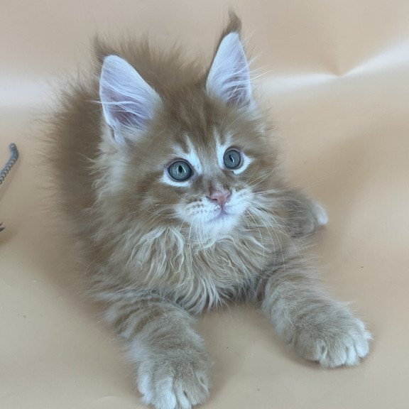 Maine Coon NOV Brian