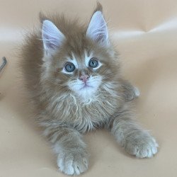 Maine Coon NOV Brian