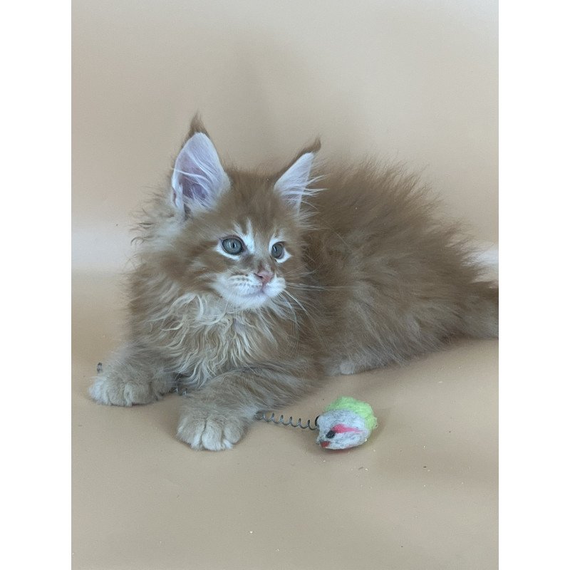 Maine Coon NOV Brian