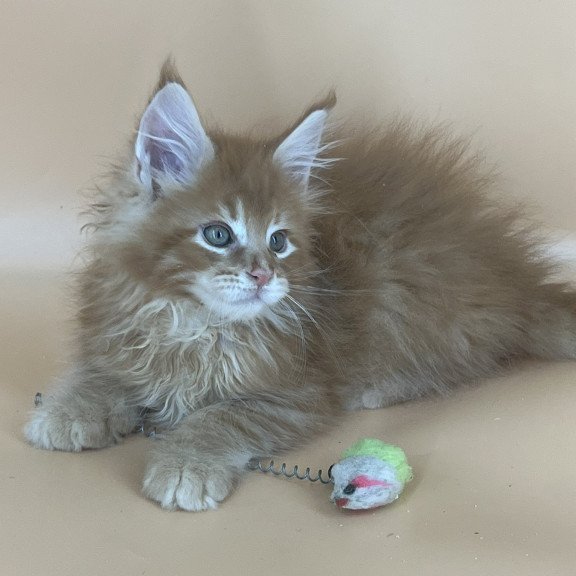 Maine Coon NOV Brian