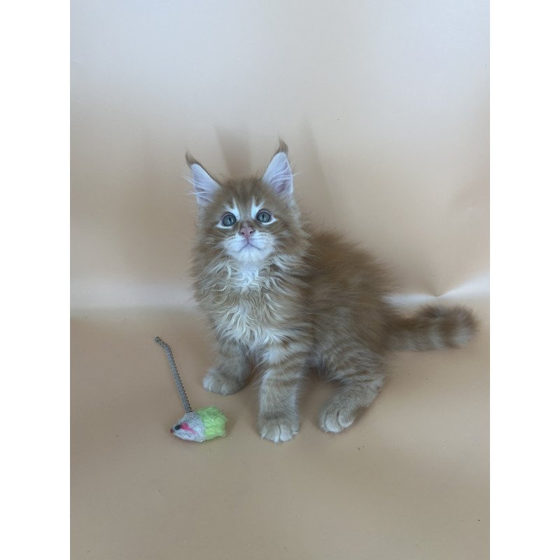 Maine Coon NOV Brian