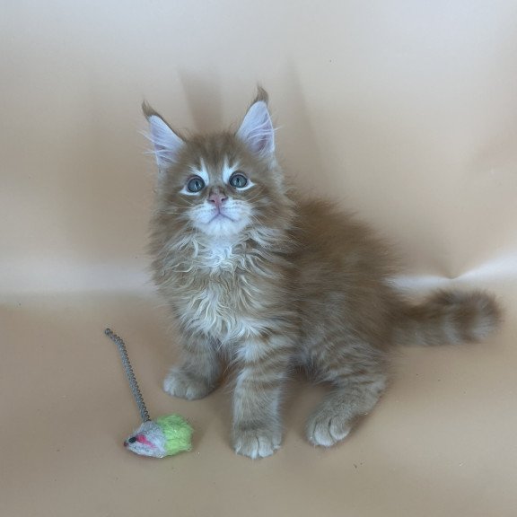 Maine Coon NOV Brian