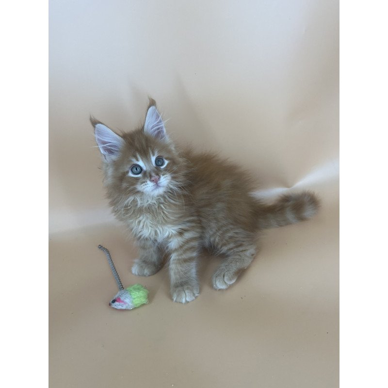 Maine Coon NOV Brian