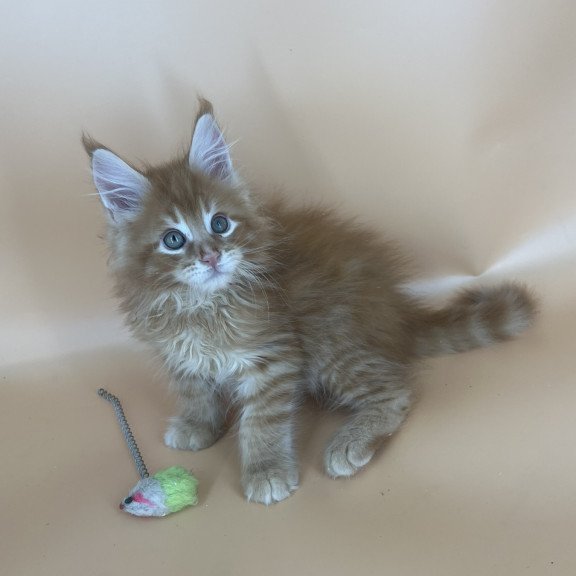 Maine Coon NOV Brian