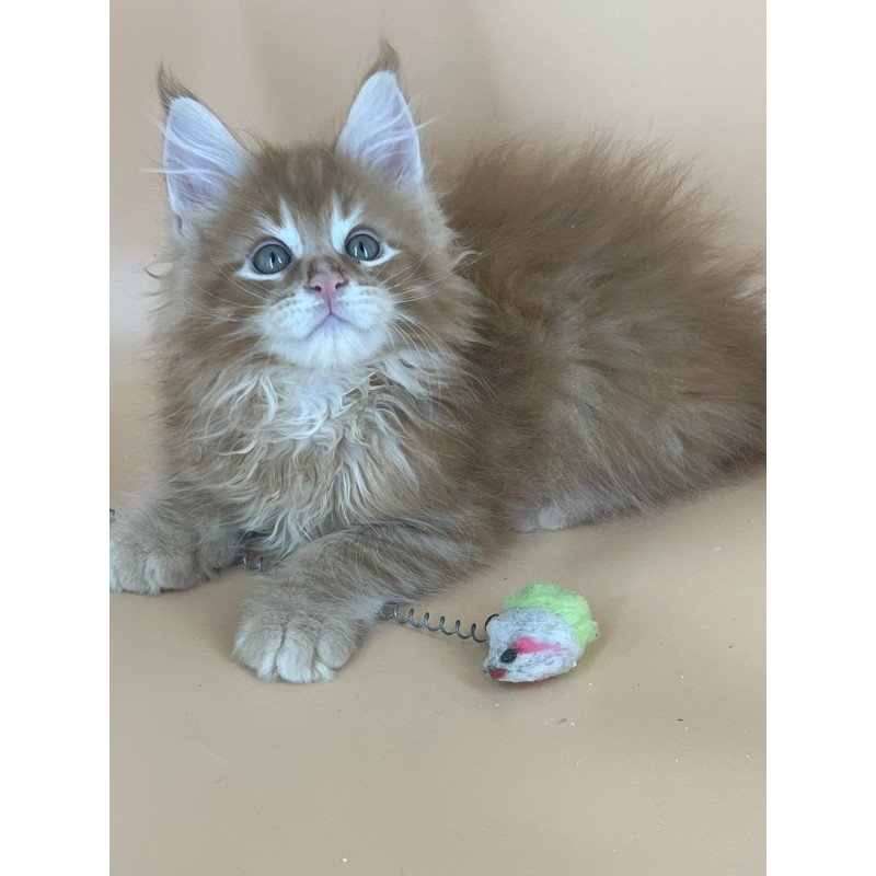 Maine Coon NOV Brian
