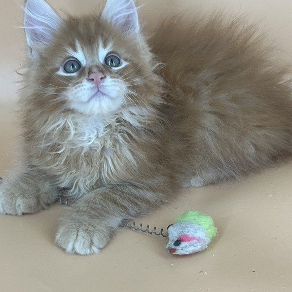 Maine Coon NOV Brian