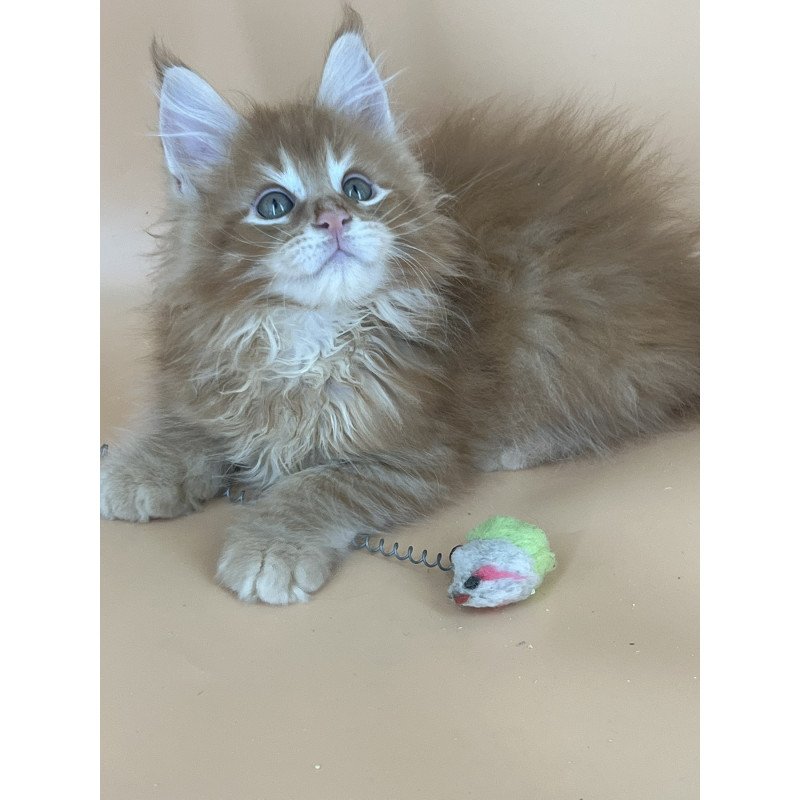 Maine Coon NOV Brian
