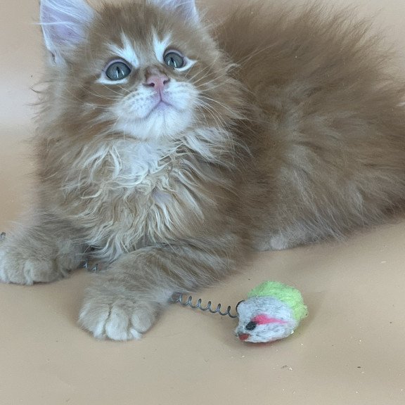 Maine Coon NOV Brian