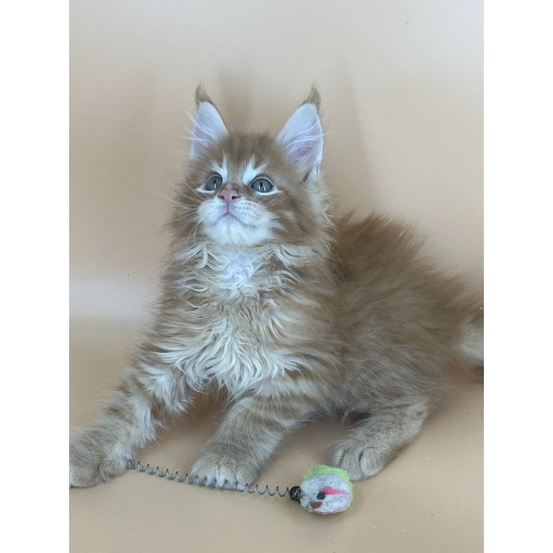 Maine Coon NOV Brian