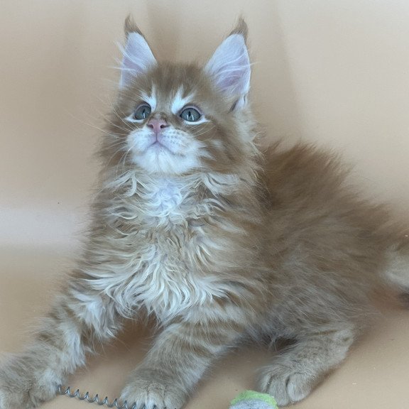 Maine Coon NOV Brian