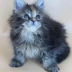 Maine Coon NOV Bella