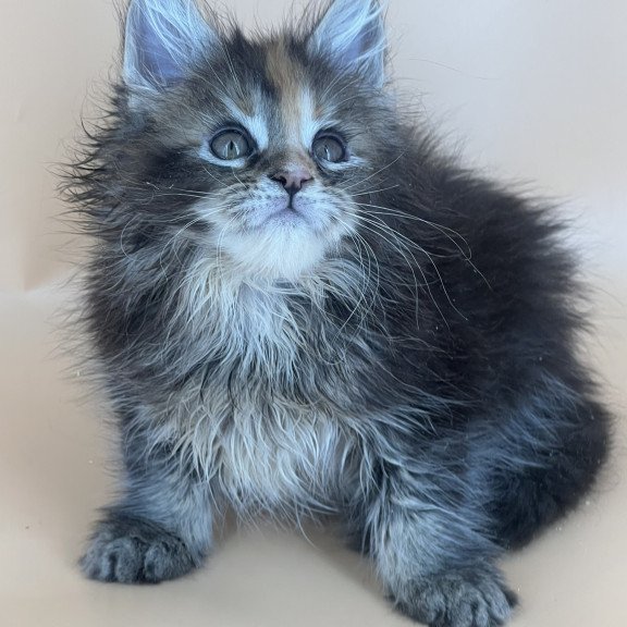 Maine Coon NOV Bella