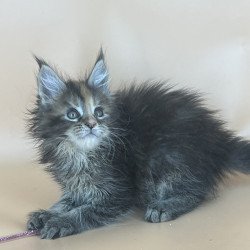 Maine Coon NOV Bella