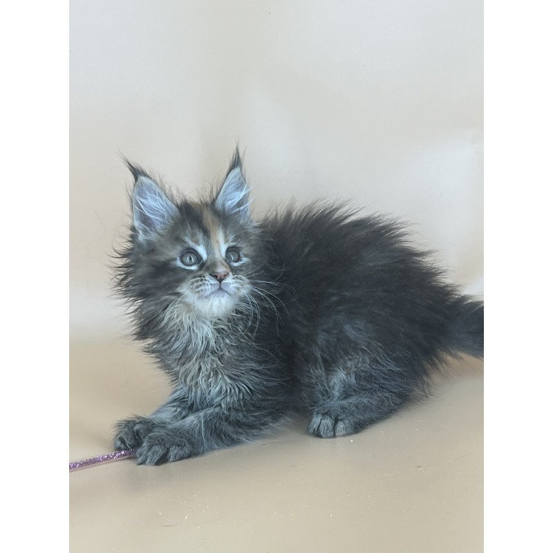 Maine Coon NOV Bella