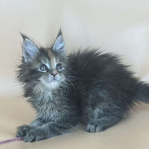 Maine Coon NOV Bella