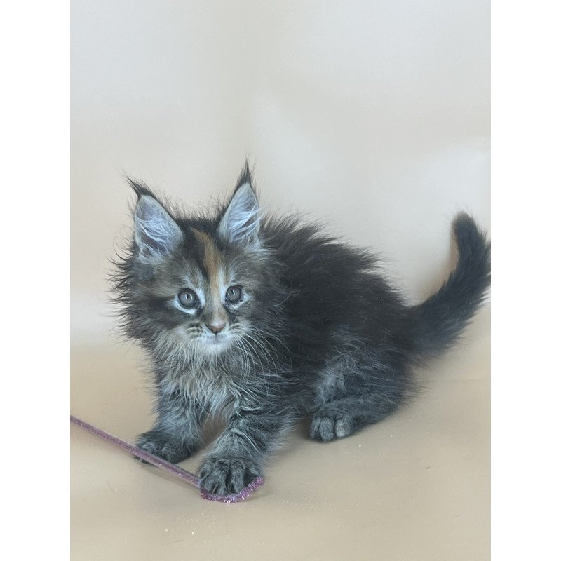 Maine Coon NOV Bella