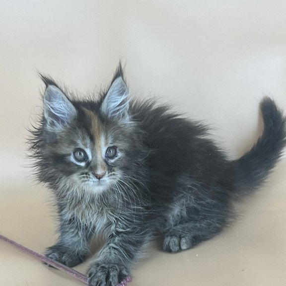 Maine Coon NOV Bella