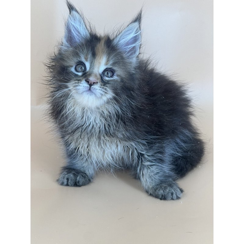 Maine Coon NOV Bella