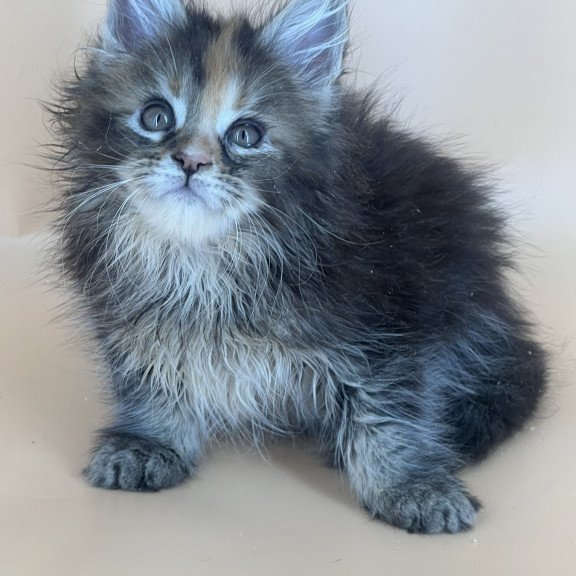 Maine Coon NOV Bella