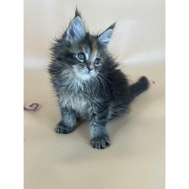 Maine Coon NOV Bella