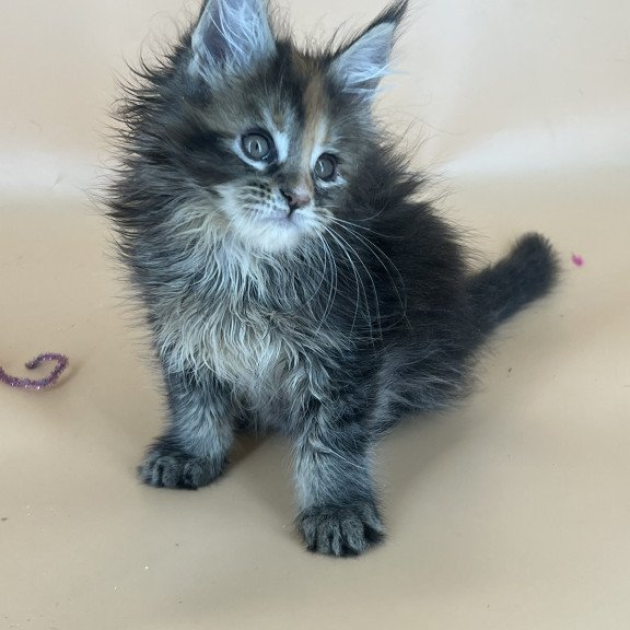 Maine Coon NOV Bella