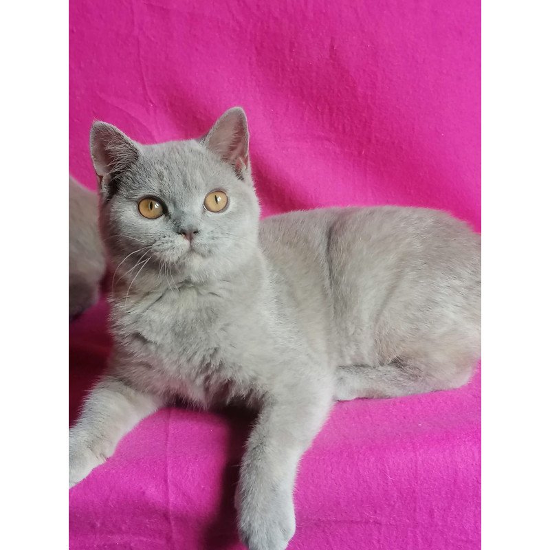 British NOV Laska
