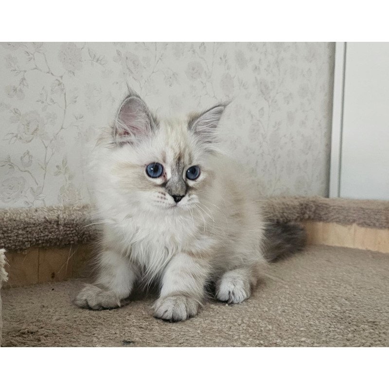 Siberian NOV Iskra