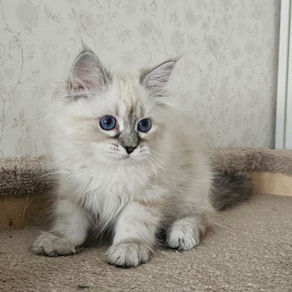 Siberian NOV Iskra