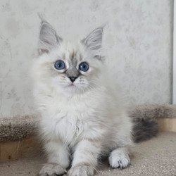 Siberian NOV Iskra