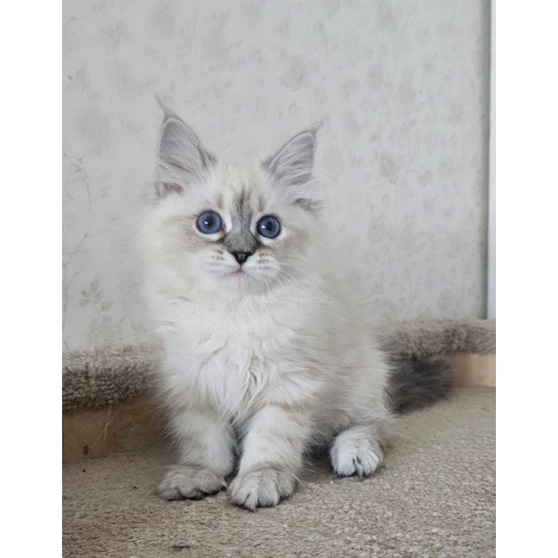 Siberian NOV Iskra