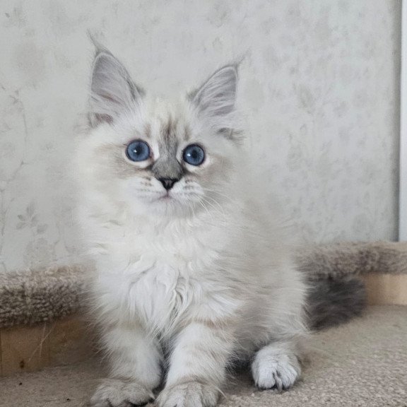 Siberian NOV Iskra