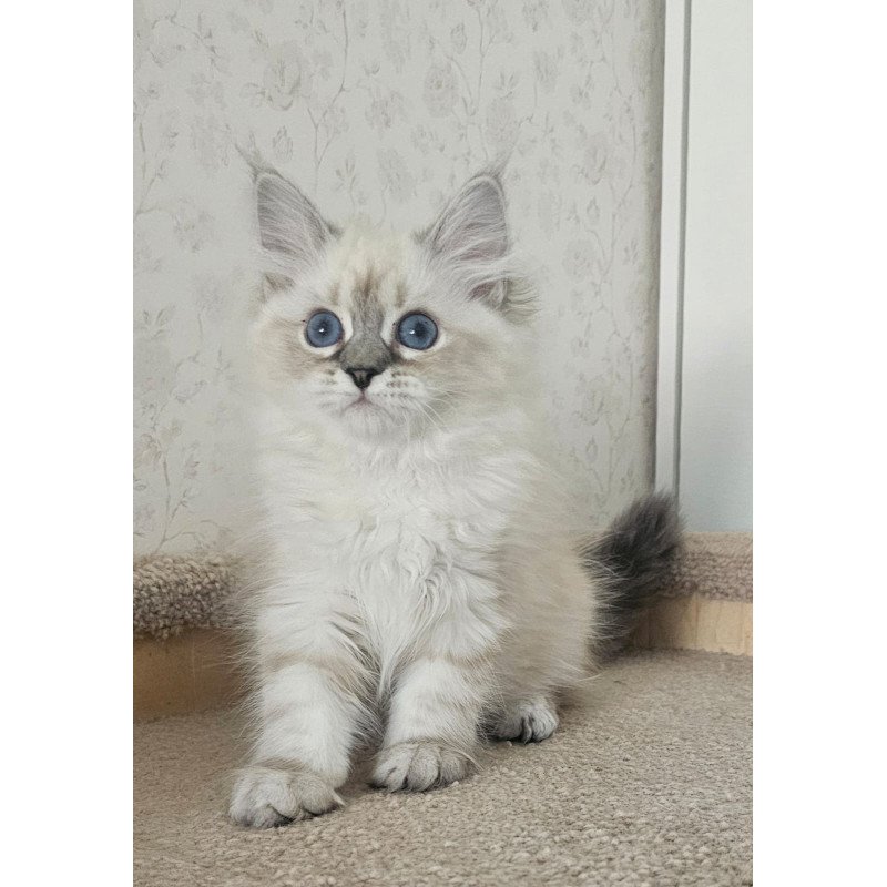 Siberian NOV Iskra