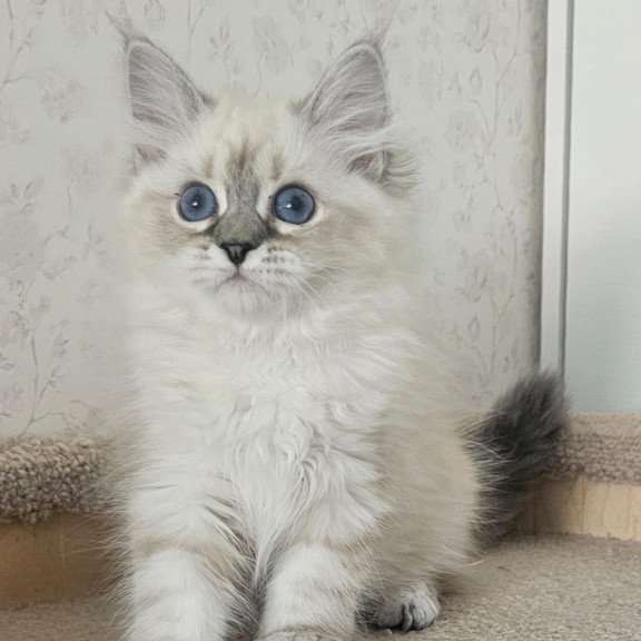 Siberian NOV Iskra