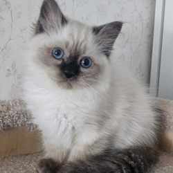 Siberian NOV Iriska