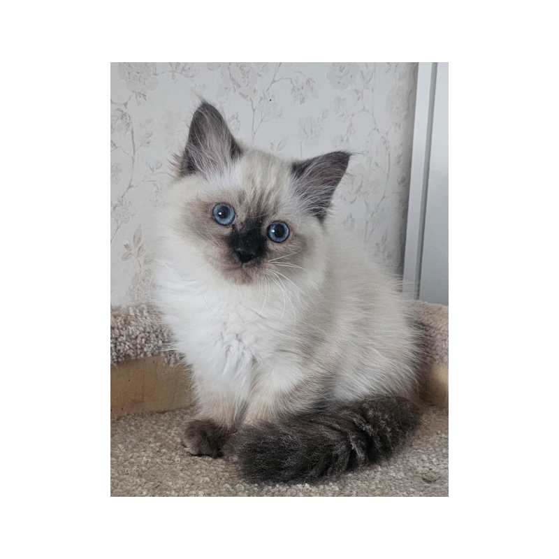 Siberian NOV Iriska