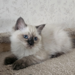Siberian NOV Iriska