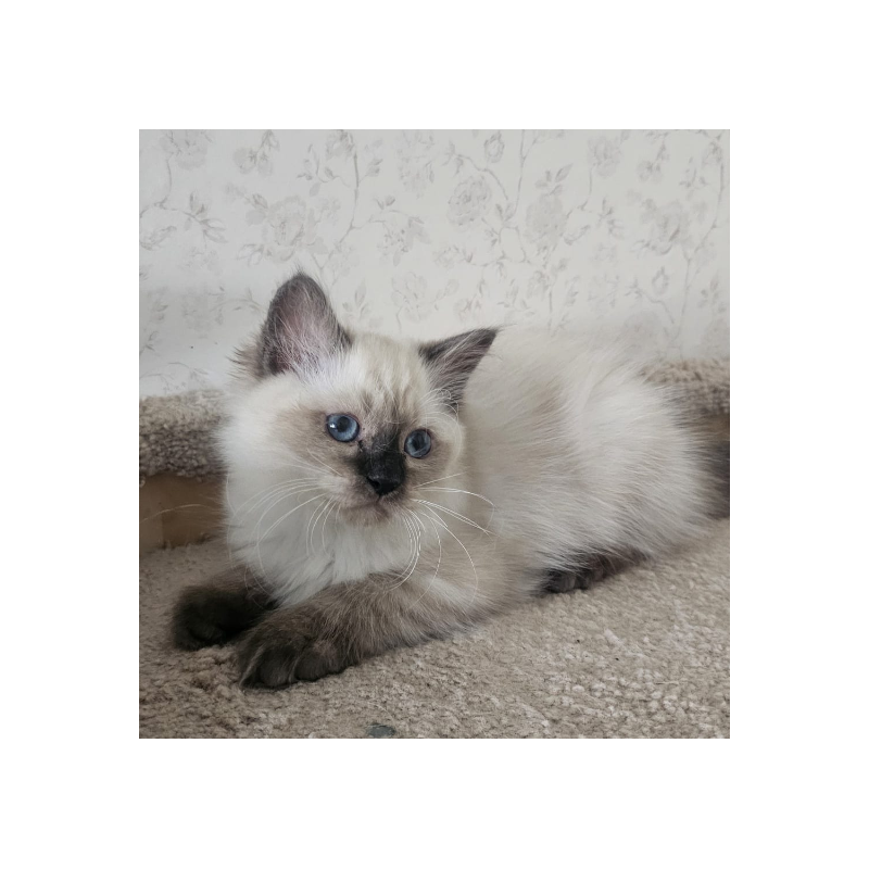 Siberian NOV Iriska