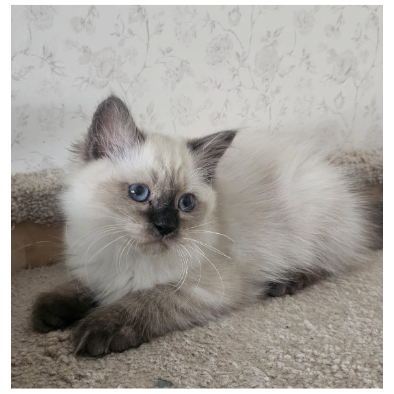 Siberian NOV Iriska