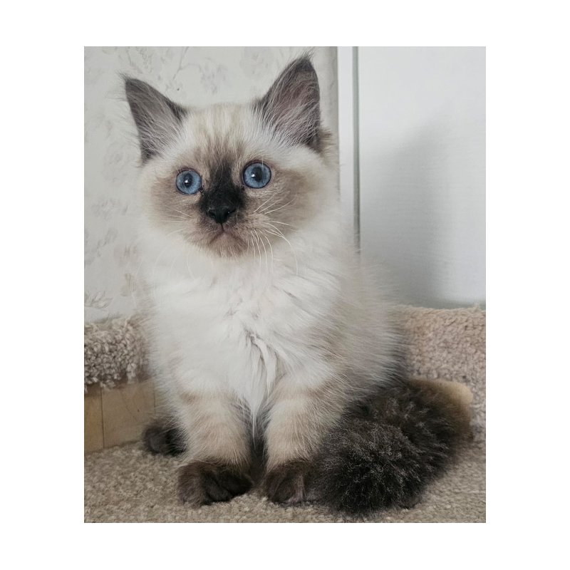 Siberian NOV Iriska