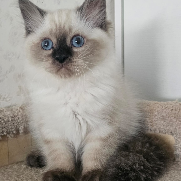 Siberian NOV Iriska