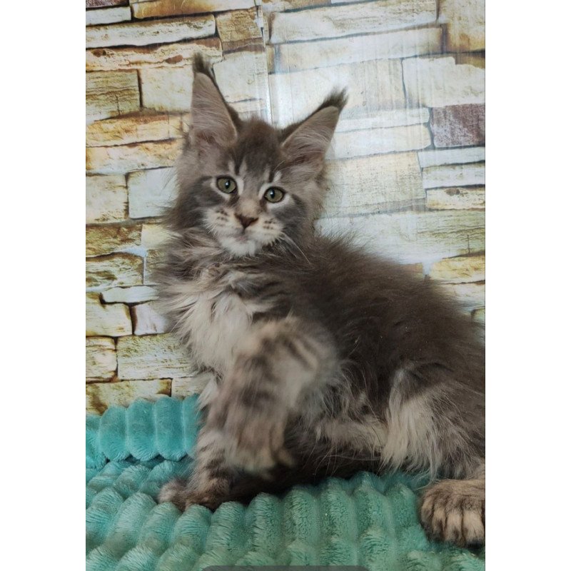 Maine Coon NOV Xana Polydactyl