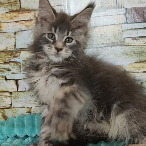 Maine Coon NOV Xana Polydactyl