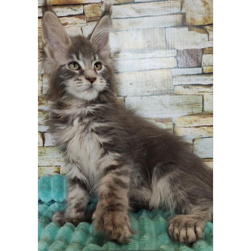 Maine Coon NOV Xana Polydactyl
