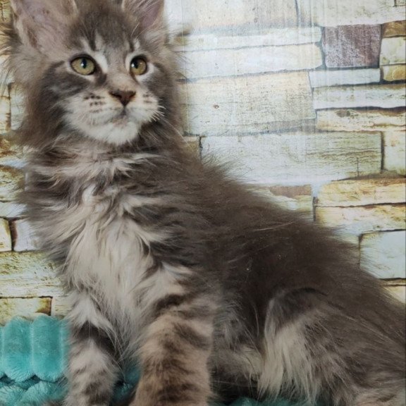 Maine Coon NOV Xana Polydactyl
