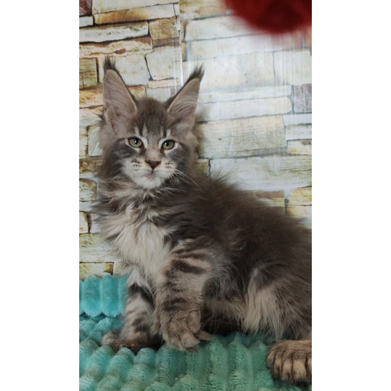Maine Coon NOV Xana Polydactyl