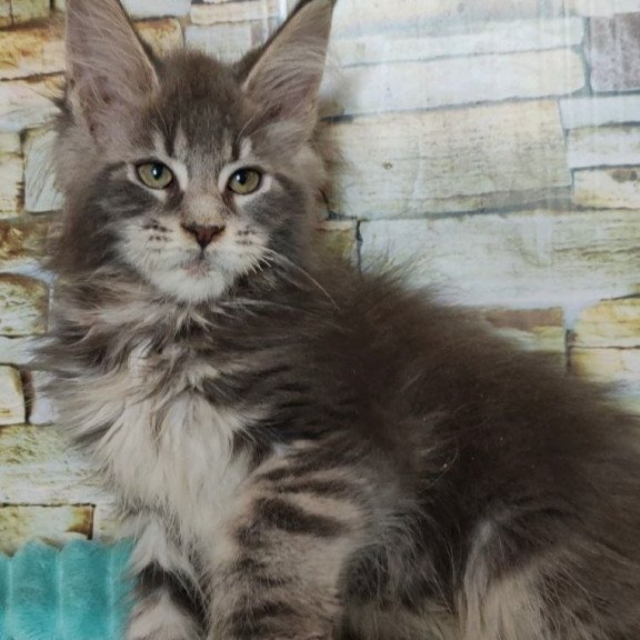 Maine Coon NOV Xana Polydactyl