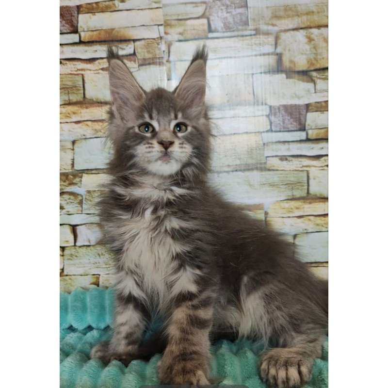 Maine Coon NOV Xana Polydactyl