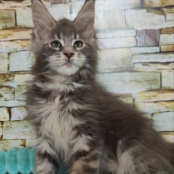 Maine Coon NOV Xana Polydactyl
