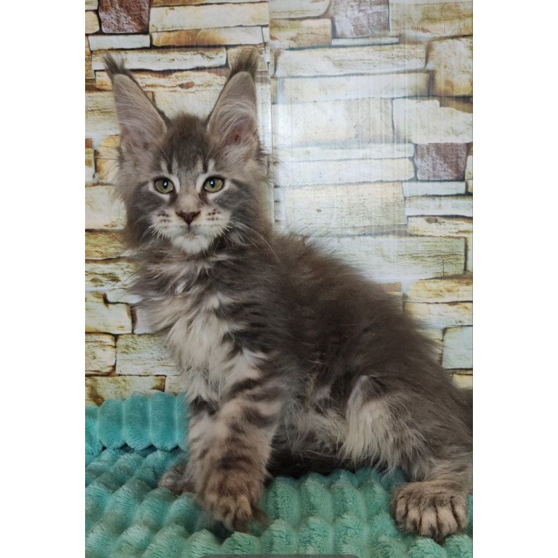 Maine Coon NOV Xana Polydactyl